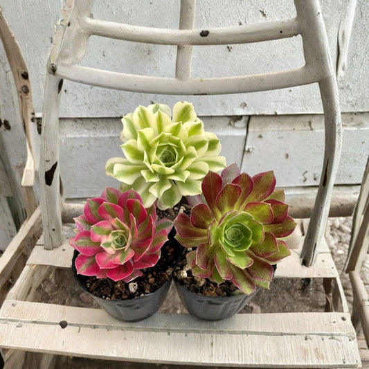 Aeonium Cutting Combo – 3 Rare Succulent Cuttings | Anna, Pink Witch & Meybach | 2.5 Inch Cuttings | Bare Root | Easy Care Succulent Collection
