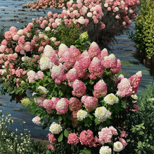 Quick Fire Fab® Hydrangea – Live Panicle Hydrangea Shrub | 4 Inch Pot Plant | Early Blooming Color Changing Hydrangea