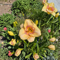 Hemerocallis 'Summer Blush' Daylily – 3 Bare Root Plants | Grade #1 Roots | Hardy Perennial Flower | Easy to Grow | Garden Favorite