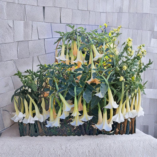 Brugmansia ‘Mayan Magic’ Variegated Angel’s Trumpet | Live Rooted Plant | 3.5–4" Pot | White to Cream Flowers | Ornamental Tropical Plant