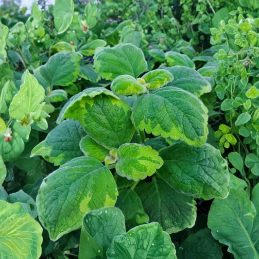 Lemon Twist Plectranthus Live Plants – 2 Starter Plants | 4–6 Inches Tall | Bare Root | Fragrant Variegated Foliage Plant