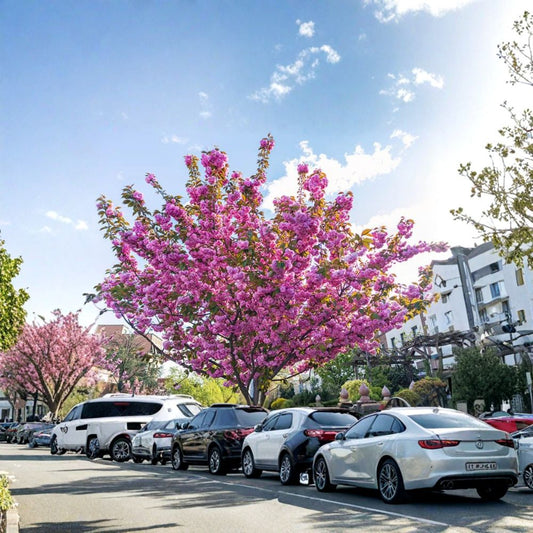 Kwanzan Japanese Cherry Tree Live Plant – Prunus serrulata | 6–12 Inches Tall | 2.5 Inch Pot | Double Pink Blooms | Ornamental Flowering Tree