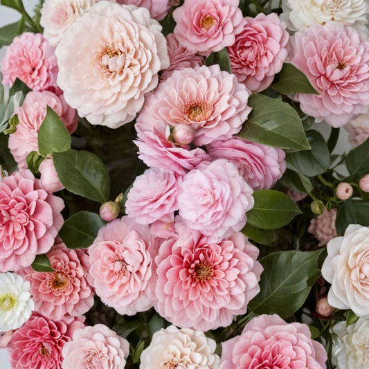 Pearl Maxwell Camellia Japonica Live Starter Plant – Unique Pink Blooms | Well Rooted | 3" Pot | Evergreen Flowering Shrub | Zones 7–10