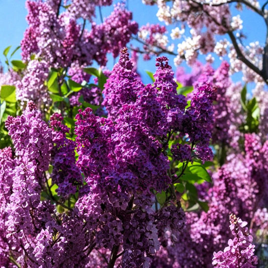 Purple Lilac – Syringa vulgaris Live Plant | 2–5 Inches Tall | 4 Inch Pot | Fragrant Flowering Shrub | Spring Blooms