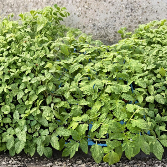Set of 2 Roma Tomato Live Plants – 6 to 10 Inches Tall | Healthy Starter Plants | Sauce Tomato Variety | Garden & Container Friendly | Easy to Grow