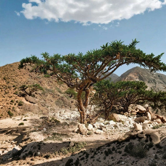 Omani Frankincense Live Plant – Boswellia sacra | Seed Grown Caudex Plant | Rare Collector’s Succulent | Well Rooted Established Plant | Exact Plant Listing