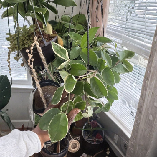 Hoya Krimson Queen Live Plant – Variegated Wax Plant | Tropical Indoor Houseplant | Trailing Hoya | Easy Care Plant