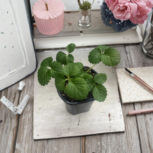 Ever Sweet Strawberry Live Plant – 4 Inch Pot | Fragaria ‘EverSweet’ | Sweet Fruit-Bearing Strawberry Plant | Patio & Container Garden