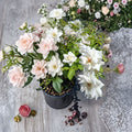 Iceberg Floribunda Rose Live Plant – 1 Gallon Size | Pure White Rose Bush | Repeat Blooming Floribunda Shrub | Elegant Garden Rose | Includes Rooted Live Plant