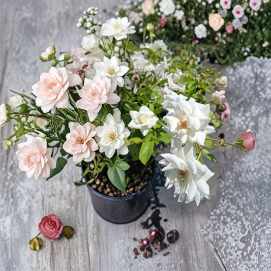 Iceberg Floribunda Rose Live Plant – 1 Gallon Size | Pure White Rose Bush | Repeat Blooming Floribunda Shrub | Elegant Garden Rose | Includes Rooted Live Plant