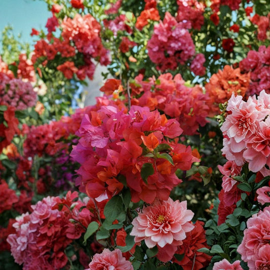 Rosenka Bougainvillea Live Plant – Well Rooted Starter | 3 Inch Pot | Tropical Flowering Vine | Blooming Size | USA Seller