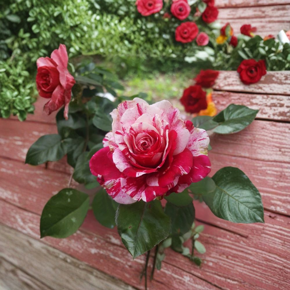 Scentimental Floribunda Rose Live Plant – 5 Gallon Size | Large Double Blooms | Fragrant Red & White Striped Rose Bush | Repeat Blooming Garden Rose | Includes Rooted Live Plant
