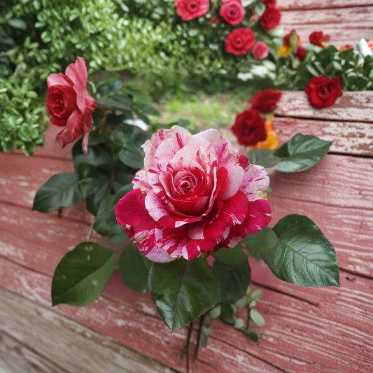 Scentimental Floribunda Rose Live Plant – 5 Gallon Size | Large Double Blooms | Fragrant Red & White Striped Rose Bush | Repeat Blooming Garden Rose | Includes Rooted Live Plant