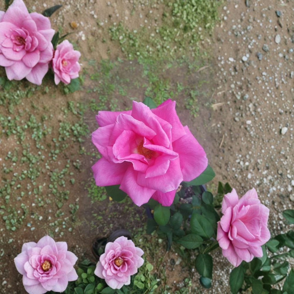 Perfume Delight Hybrid Tea Rose – Live Pink Rose Bush | 2 Gallon Plant | Highly Fragrant Hybrid Tea Rose | Elegant Garden Flower | Full Sun Shrub
