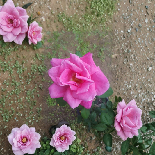 Perfume Delight Hybrid Tea Rose – Live Pink Rose Bush | 2 Gallon Plant | Highly Fragrant Hybrid Tea Rose | Elegant Garden Flower | Full Sun Shrub