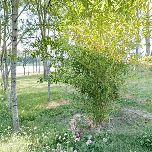 Moso Bamboo Live Root 6 Pack – Phyllostachys edulis | 5+ Inch Rhizomes | Hardy Running Bamboo | Fast Growing Privacy Plant