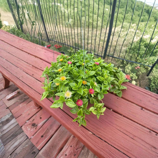 Ice Plant Collection – 3 Varieties in One Pot | Red, Yellow & Variegated | Live Succulent Groundcover | Drought Tolerant | Easy to Grow