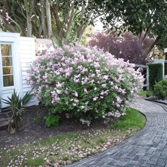 Dwarf Korean Lilac Live Plant – Syringa meyeri 'Palibin' | 3.5 Inch Nursery Pot | Fragrant Purple Flowering Shrub | Hardy Zones 3–7