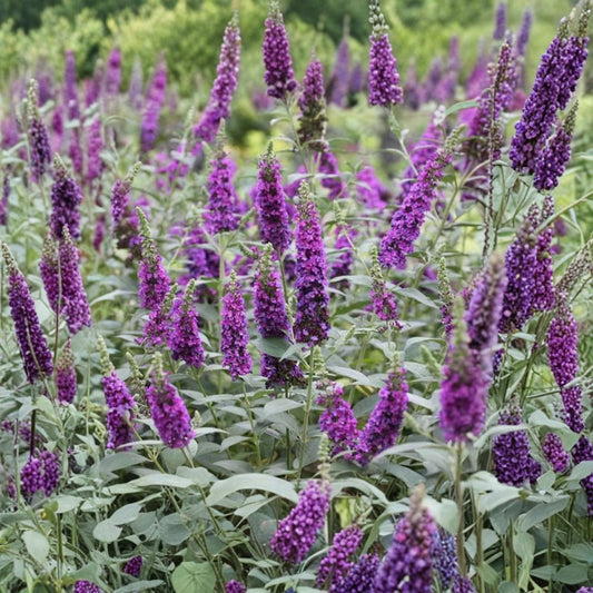 Dark Purple Buddleia Butterfly Bush Live Plants – Buddleia davidii | Set of 2 | 4–9 Inch Starter Plants | Fragrant Purple Flowering Shrub | Butterfly & Pollinator Garden Plant