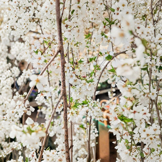 Weeping Yoshino Cherry Live Tree | 6–12 Inches Tall | 2.5 Inch Pot | Soft Pink Spring Blooms | Ornamental Garden Tree