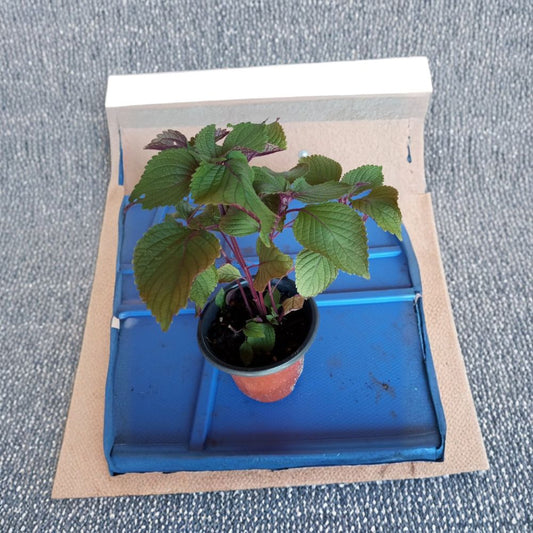 2 Shiso Perilla Live Plants – Green & Purple Beefsteak Shiso | Perilla frutescens | 6–10 Inch Starter Plants | 3.5" Pot