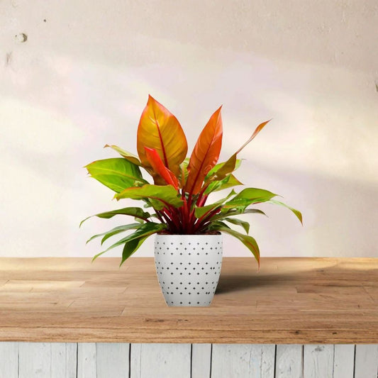 Live Philodendron ‘McColley’s Finale’ – 6" Potted Houseplant | Colorful Self-Heading Philodendron | Easy-Care Tropical Plant