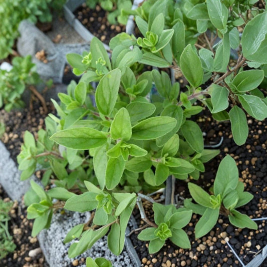 Italian Oregano Live Plant – Culinary Herb | Origanum vulgare | Fresh Mediterranean Herb | Edible Garden Plant | Easy Care