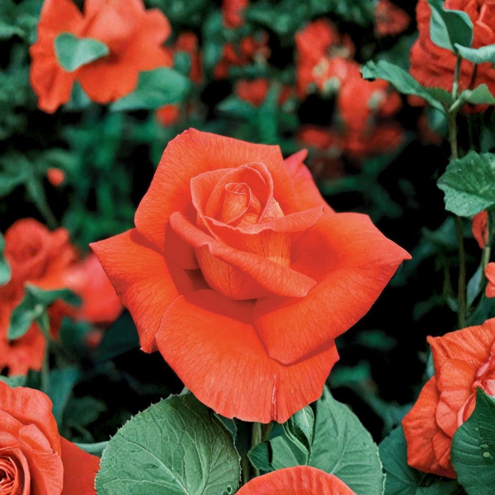 Fragrant Cloud Rose Live Plant – Coral Orange Hybrid Tea Rose | 25–30 Inches Tall | Fragrant Blooming Rose | Bare Root | Full Sun