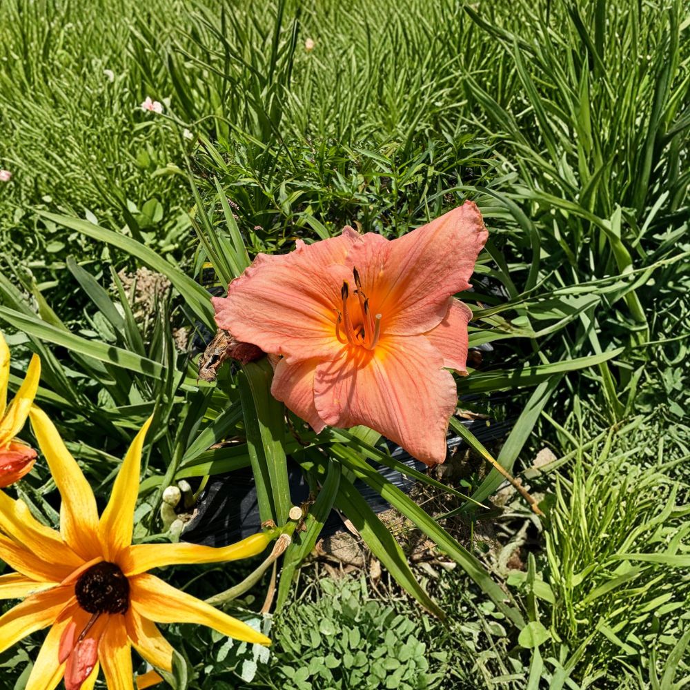 Hemerocallis 'Frank Gladney' Daylily – 3 Bare Root Plants | Grade #1 Roots | Hardy Perennial Flower | Easy to Grow | Garden Favorite
