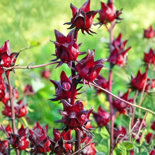 2 Red Roselle Hibiscus Plants – Live Hibiscus sabdariffa | 4–8 Inch Starter Plants | 4 Inch Pot | Red Roselle | Full Sun Tropical Garden Plant