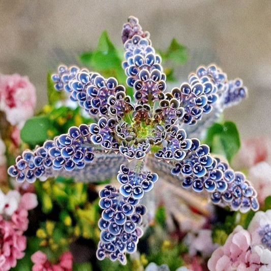 Mother of Millions Live Plant – Kalanchoe Delagoensis | 2 Inch Pot | Succulent Starter Plant | Produces Baby Plantlets | Easy to Grow | Gift for Gardeners