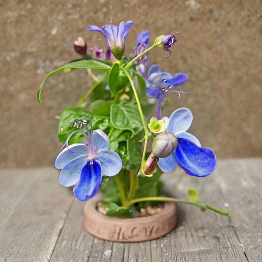 Blue Butterfly Clerodendrum Live Plant – Clerodendrum ugandense | 5–7 Inch Starter | Blue & Purple Butterfly-Shaped Flowers | Tropical Flowering Shrub | Patio & Container Plant