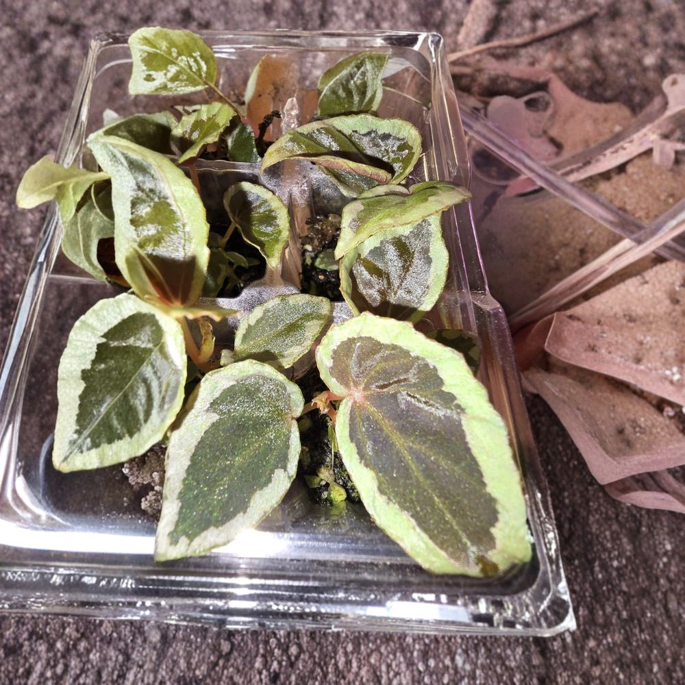 Begonia baramensis Live Starter Plant – Rare Tropical Begonia | Established Starter | Terrarium & Houseplant | Easy to Grow