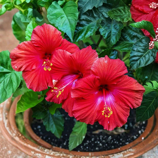 Madagascar Hibiscus Live Starter Plant – Hibiscus moscheutos | 3–5 Inch Rooted Plant | Large Vibrant Flowers | Hardy Perennial | Free Shipping