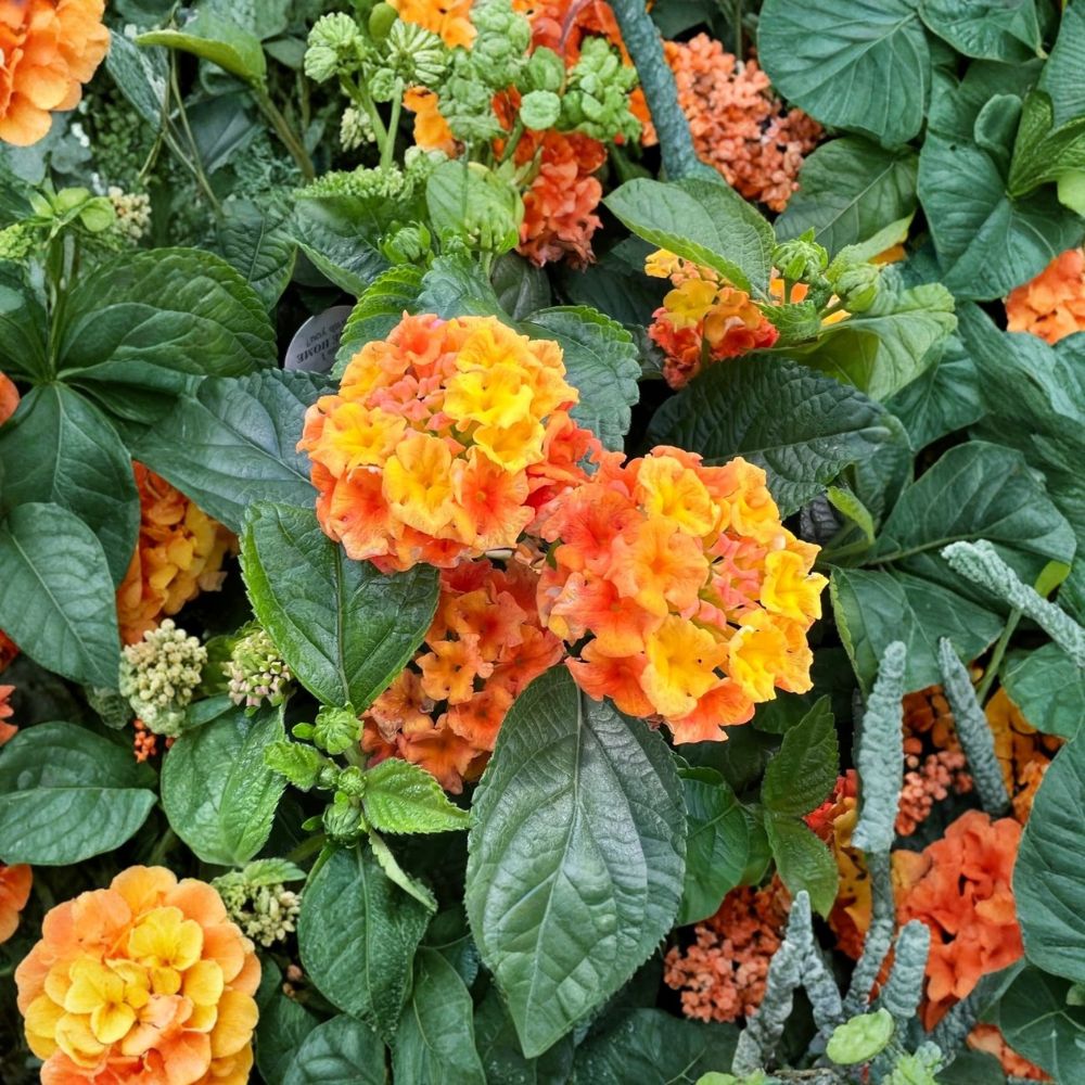 Bright Orange Lantana Live Plants – Lantana camara | 2 Starter Plants | 4–6 Inches Tall | Bare Root Tropical Flowering Shrub