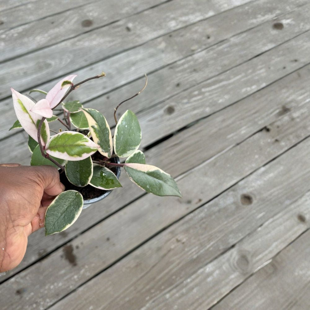 Hoya Flamingo Dream Live Plant – Hoya Carnosa ‘Purple Pride’ | 4 Inch Pot | New Hoya Variety | Pink & Purple Foliage | Tropical Wax Plant | Indoor Houseplant