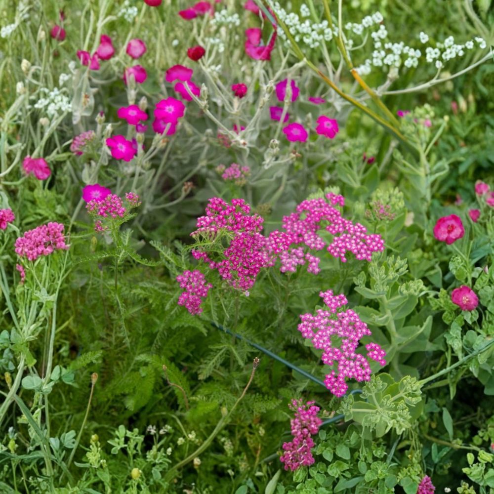Yarrow 'Cerise Queen' – Achillea millefolium Live Starter Plant | 2.5 Inch Pot | Deep Pink Perennial | Pollinator Friendly