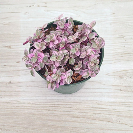 Callisia Repens 'Pink Lady' Live Succulent | 4 Inch Pot | Pink & White Trailing Houseplant | Easy Care Indoor Plant