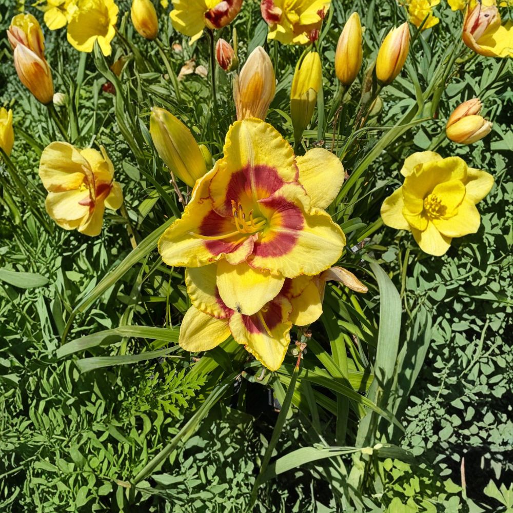 Hemerocallis 'Monterrey Jack' Daylily – 3 Bare Root Plants | Grade #1 Roots | Hardy Perennial Flower | Easy to Grow | Garden Favorite