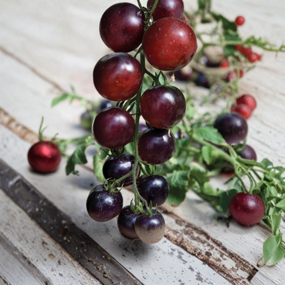 Indigo Rose Tomato – Solanum lycopersicum Seeds | 50 Organically Grown Seeds | Deep Purple Anthocyanin-Rich Variety | Garden & Container Friendly | Easy to Grow