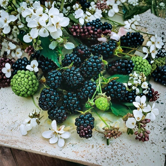 Blackberry Bush Live Plant – 6–12 Inch Bareroot | Buy 2 Get 1 Free | Cold Hardy & Pest Resistant | Fruit Bush Starter | Fast Growing | Full Sun Garden Plant
