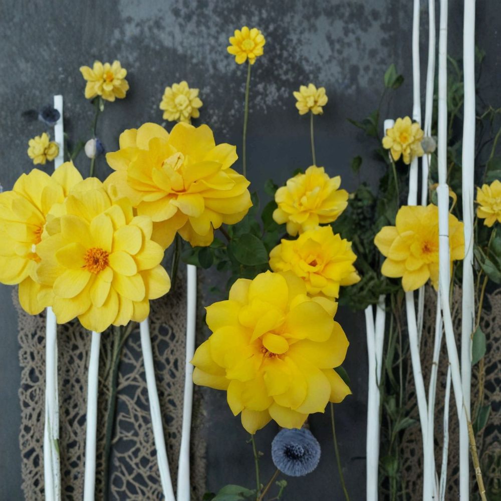 Gold Glow Hybrid Tea Rose Live Plant – 2 Gallon Size | Bright Yellow Fragrant Rose Bush | Elegant Large Blooms | Repeat Flowering Garden Rose | Includes Rooted Live Plant