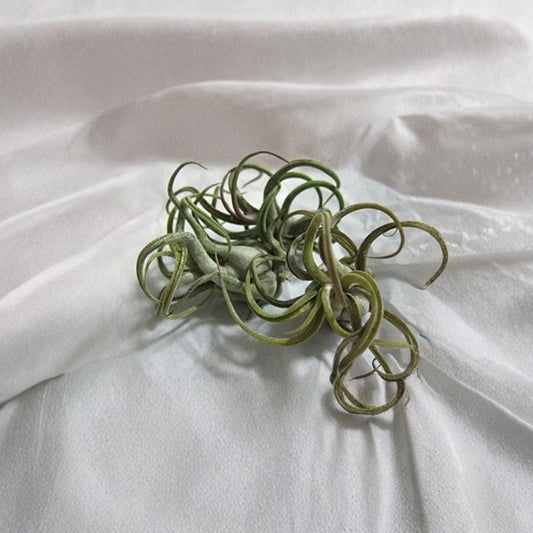 5 Pack Caput Medusae Air Plants – Tillandsia Caput Medusae | Live Air Plant Set | Exotic Low Maintenance Houseplants | 1–3 Inch