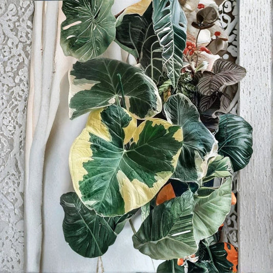 Colocasia Xanthosoma Variegated Live Plant – 4 Inches Tall | Variegated Elephant Ear | Rare Tropical Houseplant | Ships Without Pot