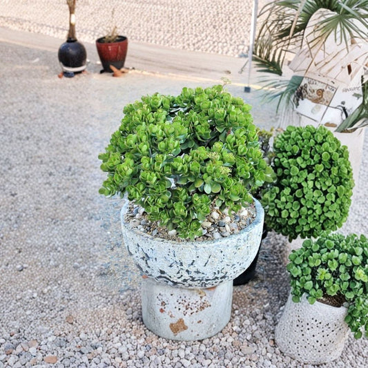 Crassula Ovata Live Succulent Plant – Jade Plant | 2 Inch Nursery Pot | Fully Rooted | Low Maintenance Indoor Houseplant