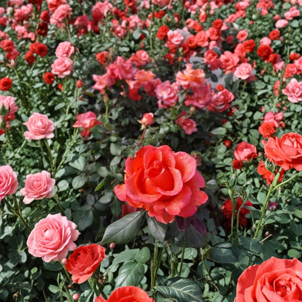 Ring of Fire Hybrid Tea Rose – Live Rose Bush Plant | 1 Gallon Size | Fiery Red Orange Yellow Blooms | Full Sun Garden Rose | Landscape Favorite