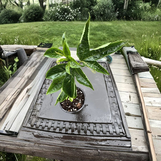 Cold Hardy Passionfruit Vine Live Plant – Passiflora incarnata | 4 Inch Pot | Purple Passionflower | Climbing Vine | USDA Zones 5–9