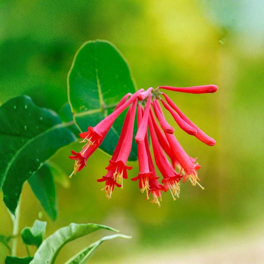 3 Live Coral Honeysuckle Cuttings – Lonicera sempervirens | Native Flowering Vine | Rooting Cuttings | Pollinator Garden Plant