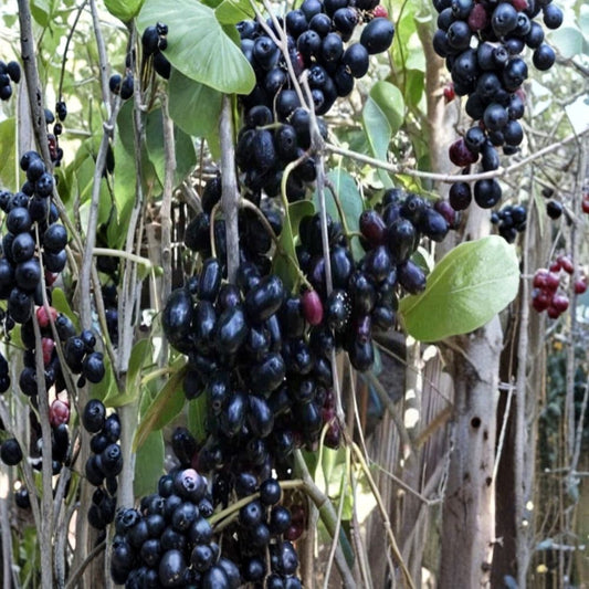 Black Java Plum Tree – Live Syzygium cumini Fruit Tree | 6–10 Inch Starter Plant | Jamun Fruit Tree | Tropical Edible Fruit Tree | Cây Trái Trâm