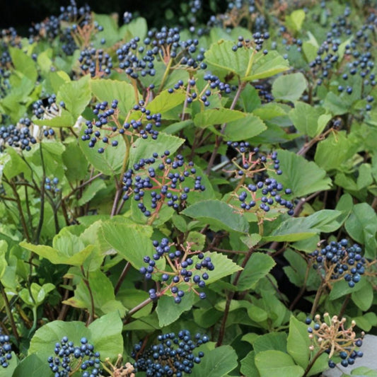 Chicago Lustre Viburnum Live Plant – Viburnum dentatum | 4 to 6 Inches Tall | Includes 3 Inch Nursery Pot | Hardy Landscape Shrub | Easy to Grow